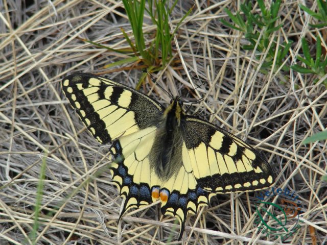 Naturpark Velebit 41